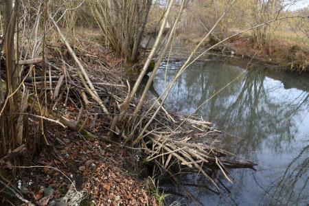 Gnezdilnice Radulja 13 Bober